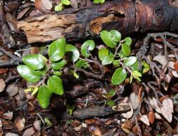 Fuscospora cliffortioides: seedlings.
 Image: K.A. Ford © Landcare Research 2015 CC BY 3.0 NZ